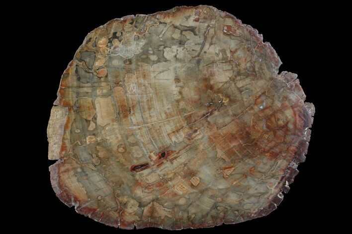 Petrified Wood (Araucaria) Slab - Madagascar #118807